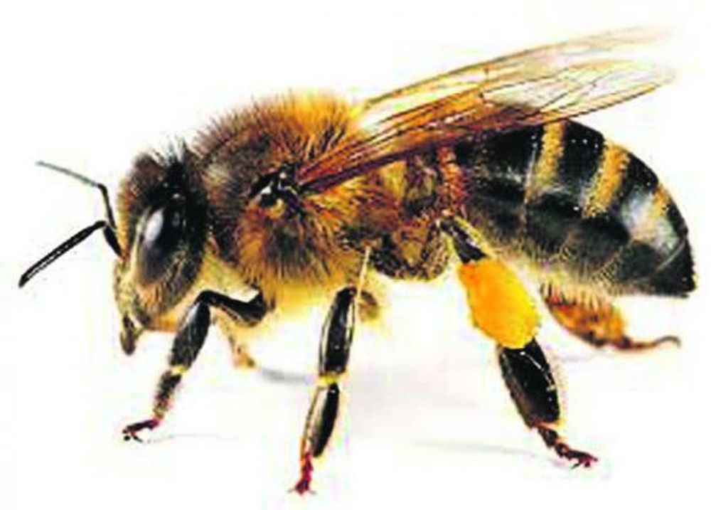 El insecticida imidacloprid, con riesgos para las abejas