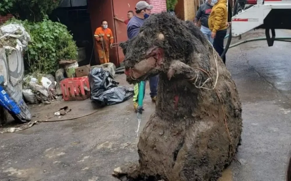 Hallaron una “rata gigante” en una alcantarilla de México