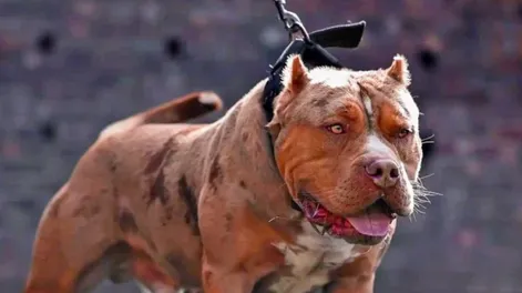 Una joven embarazada fue atacada por su pitbull: está internada con una grave lesión