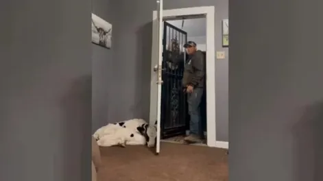 Escondió una vaca en su casa y la reacción de su esposo se hizo viral