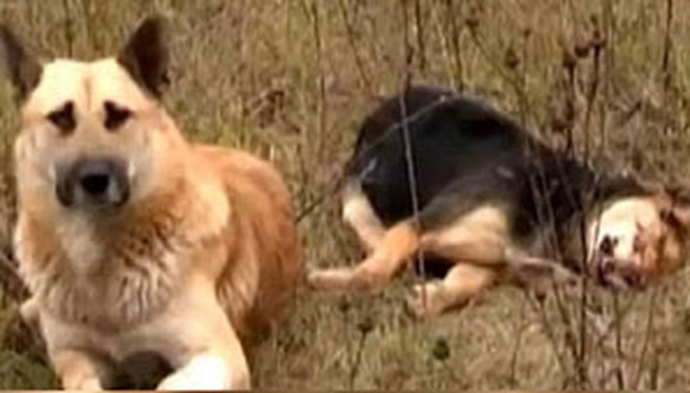 Lealtad canina