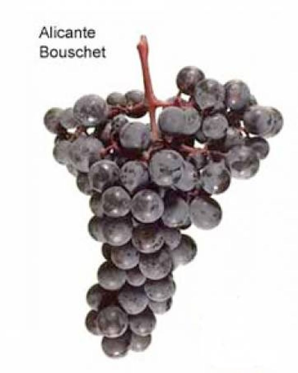 Uvas tintoreras: en el valle de Uco quieren prohibirlas