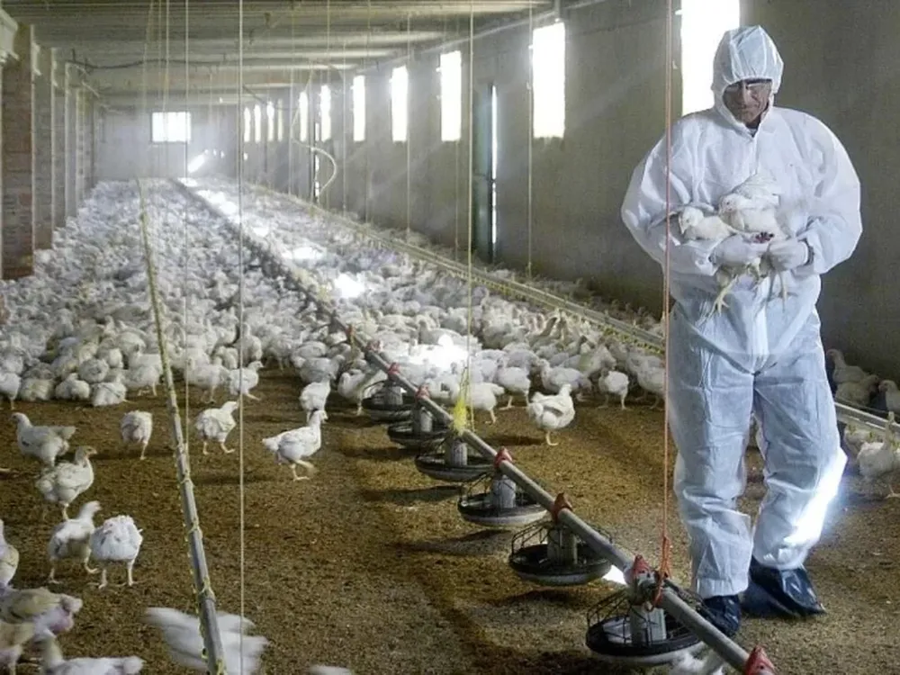 Gripe aviar: Argentina no exporta