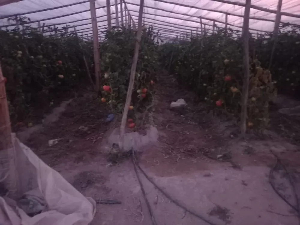 Dos detenidos por robar tomates y ajos en distintas fincas