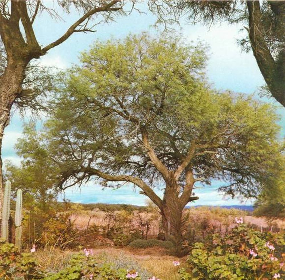 Especies del desierto