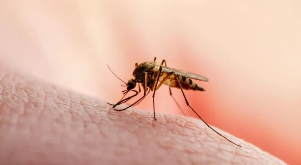 Los mosquitos prefieren picar a los que toman cerveza