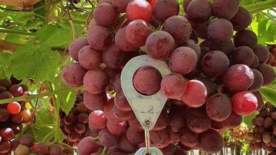En Albardón, Flame y Cardinal para los mercados nacionales