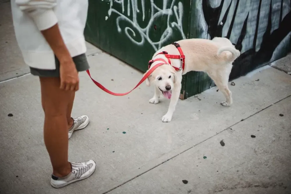 Rivadavia: multarán a los que no levanten los excrementos de sus mascotas