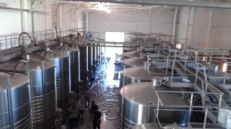 15 años seguidos de crecimiento récord para porcinos argentinos