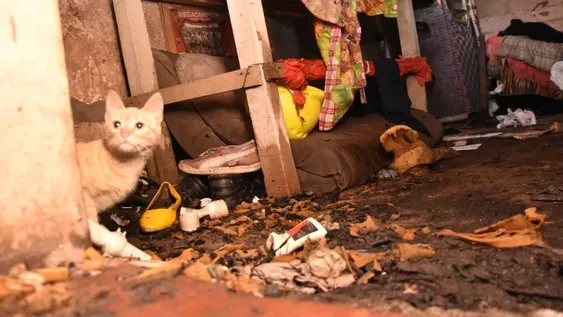 Cayó de una altura de 5 metros mientras buscaba a su gato y murió