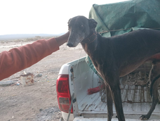 Caza furtiva en Albardón: cuatro hombres fueron sorprendidos con galgos en plena finca de Villicum Caza furtiva en Albardón: cuatro hombres fueron sorprendidos con galgos en plena finca de Villicum