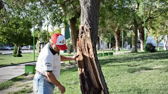 En Pocito salieron a proteger los árboles desgarrados para evitar que se infecten
