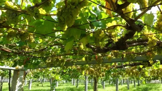 Un hombre de 79 años murió al ser aplastado por una parra