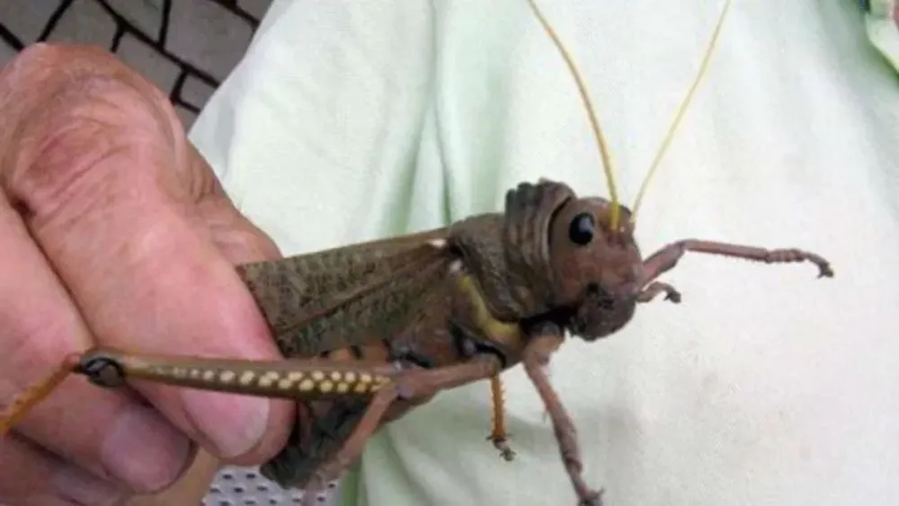 Por un insecto, el Senasa declaró alerta fitosanitaria en todo el país