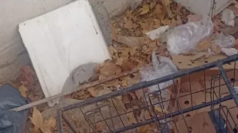 El boquete por donde ingresó el ladrón.