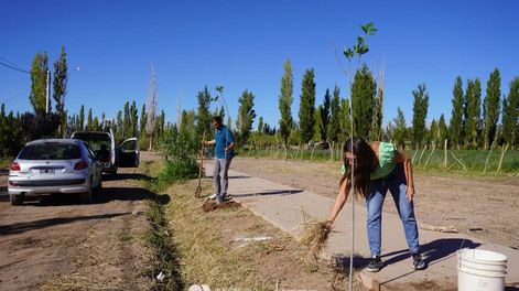 El municipio de Calingasta refuerza la forestación en los barrios de la localidad de Barreal.