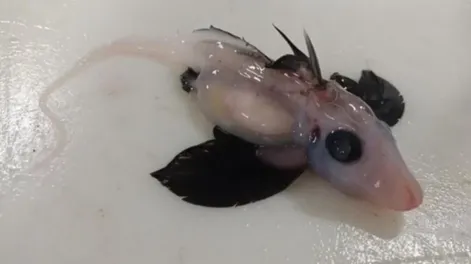 Hallaron una cría de tiburón fantasma pocas veces visto en Nueva Zelanda