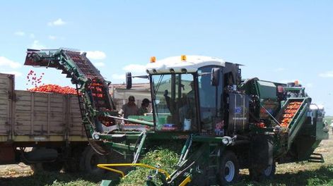 Variedades aptas y cosechadora automotriz para aumentar rindes