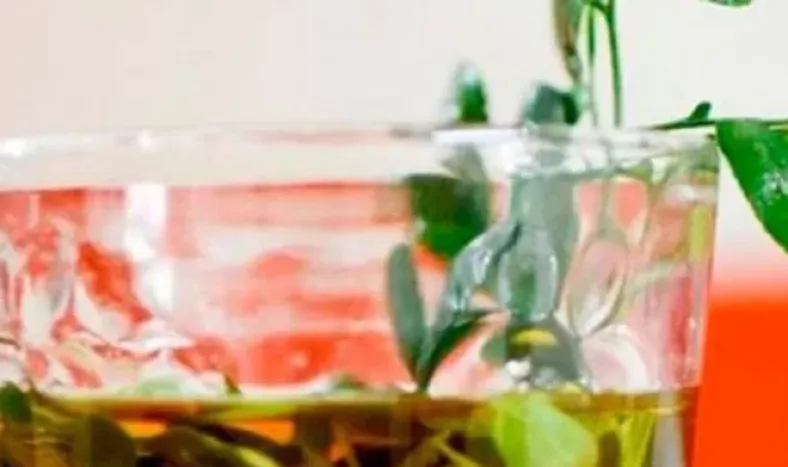 ¿Por qué el primero de agosto se toma caña con ruda?