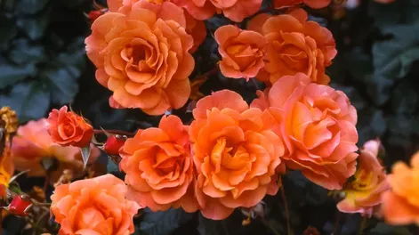 Diario de Cuyo | westerlang 728x728.webp