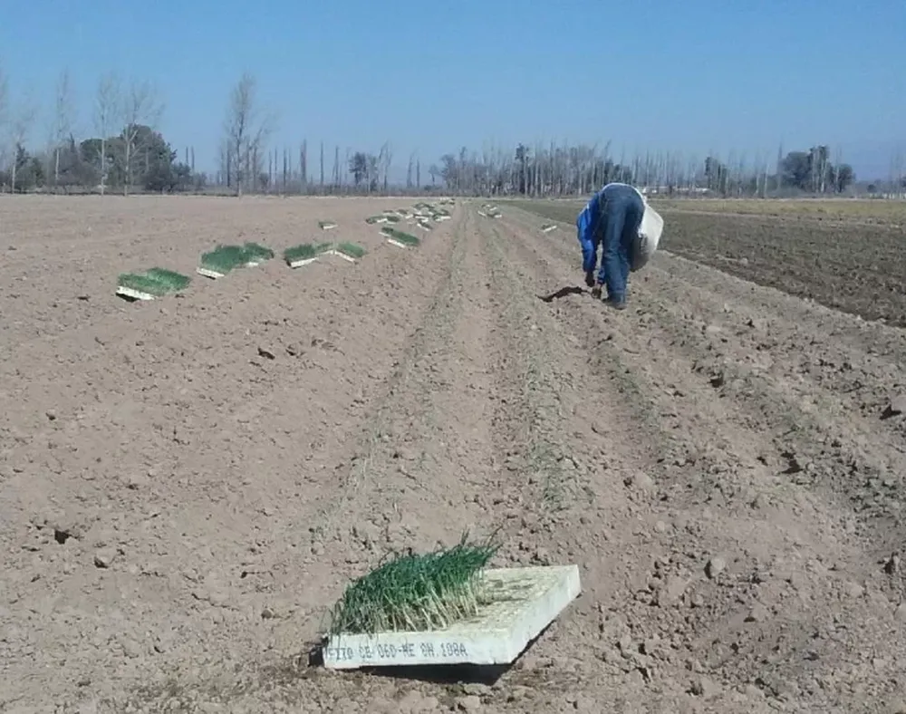 Trasplante de cebolla