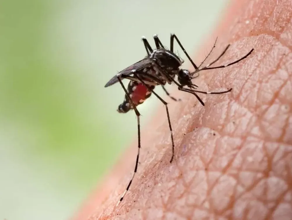 Por tercera semana consecutiva bajaron los casos de dengue y son 84.433 en todo el país