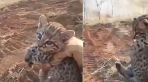 Un jaguar bebé fue rescatado en medio de un incendio en Bolivia