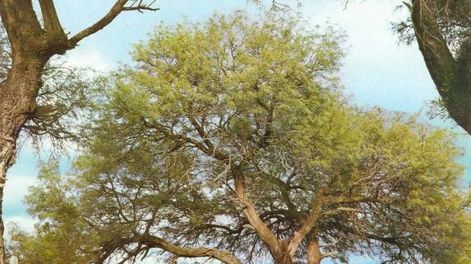 Especies del desierto