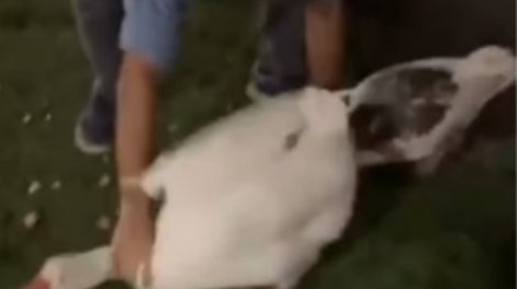 Captura de video mientras se robaba los gansos en los Lagos de Palermo.