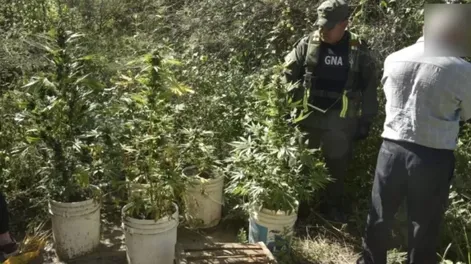 En cuestión de horas hallaron cocaína en un colectivo en El Encón y un jardín de marihuana en Valle Fértil