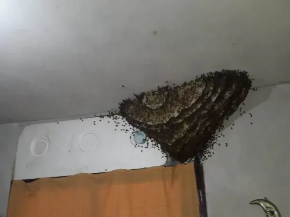 Sorprenden colmena “ocupa” de habitación