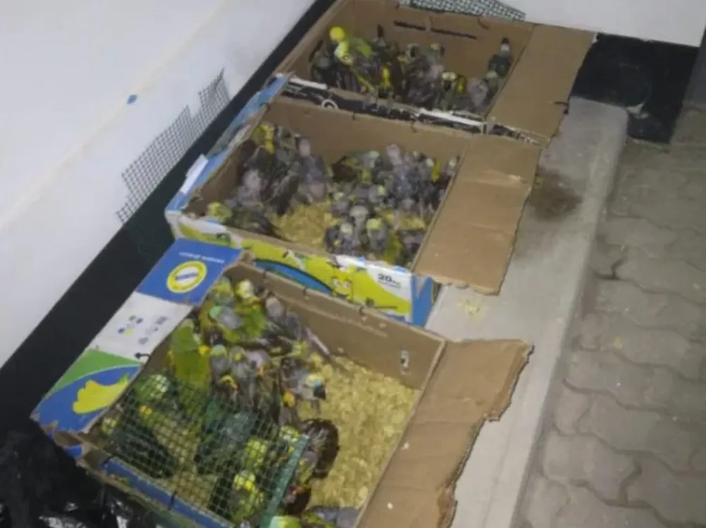 El conmovedor video de los 89 loritos rescatados en Caucete