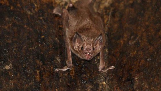 Encontraron murciélagos infectados con un nuevo tipo de coronavirus