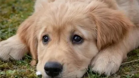 Recién casados adoptaron un perrito, lo mataron a fierrazos y se lo comieron