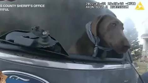 El dramático rescate de un perro atrapado en un vehículo en llamas