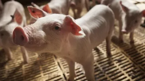 Porcinos con buena perspectiva en 2023