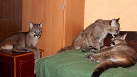 Convive con 3 pumas
