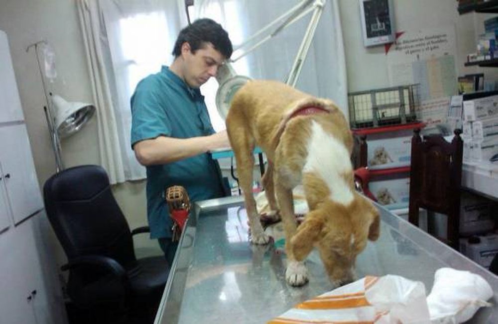 Entraron en Facebook y lograron  duplicar los rescates de animales