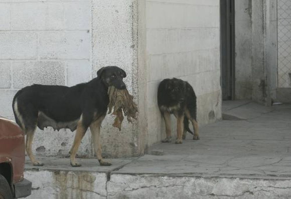 Una ONG ayudará a todos  los perros del Matadero