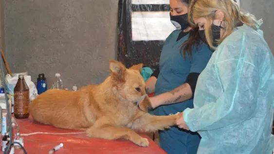 La mitad de los perros que esterilicen en quirófanos de Ambiente serán callejeros