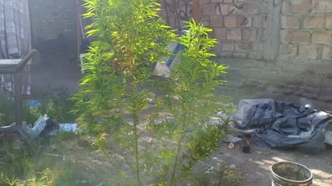 Fueron por un robo y encontraron plantas de marihuana