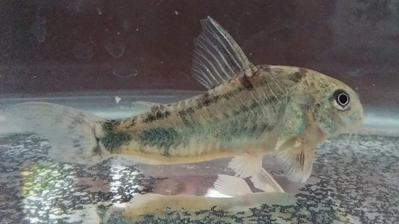 El primer registro del género Hoplisoma en la provincia de San Juan.