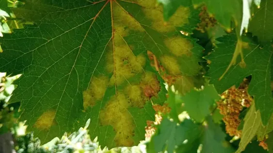 DAÑOS. Las plantas tienen manchas en las hojas y luego caen por el hongo.