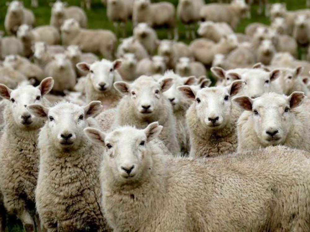 Un rebaño de 500 ovejas ‘devoró’ un cultivo de casi 300 kilos de marihuana: el curioso comportamiento