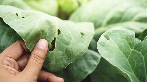 plagas de invierno:  por que aparecen y como detectarlas antes de que danen el jardin