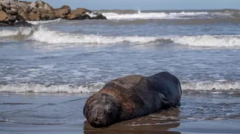 Senasa confirmó nuevos brotes de gripe aviar en lobos marinos en Buenos Aires y Río Negro