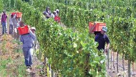 La reducción de la edad jubilatoria beneficiará a unos 5.000 trabajadores de viñas y parrales en San Juan