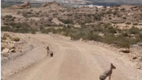 El sorprendente efecto del turismo en Ischigualasto que repercute en las maras