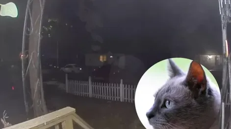 VIDEO: una gata se perdió, volvió a su hogar y le tocó timbre a sus dueños