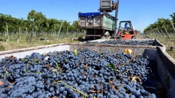 Los problemas del sector son diferentes en cada tipo de producto y etapa de la cadena, pero la opinión general es que la caída en el consumo de vino ya no tiene vuelta atrás.
